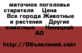 маточное поголовье старателя  › Цена ­ 2 300 - Все города Животные и растения » Другие животные   . Ненецкий АО